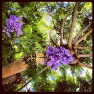 jacaranda tree